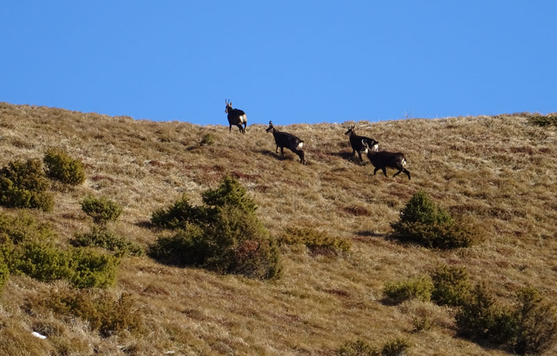 Rupicapra rupicapra.....dal Trentino Alto Adige